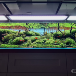 Nero - Aqua Plants Hub