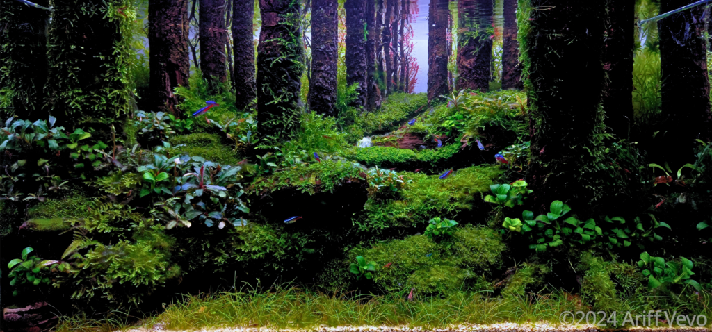 Dempes Kaliwiro - Aqua Plants Hub