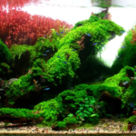 The Path Under - Aqua Plants Hub