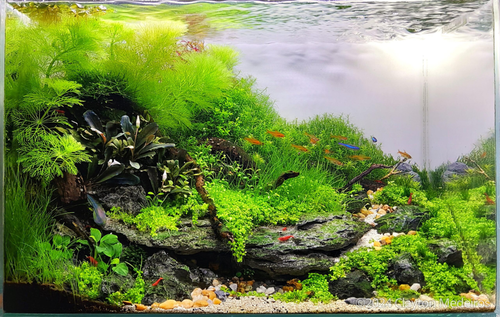 The Poetic Resistance of Limnophila aquatica - Aqua Plants Hub