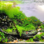 The Poetic Resistance of Limnophila aquatica - Aqua Plants Hub