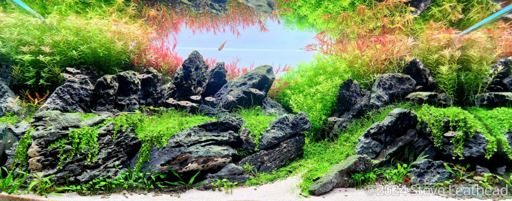 Rio - Rio (AGA 2024 #235) - Aqua Plants Hub