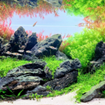 Rio - Rio (AGA 2024 #235) - Aqua Plants Hub