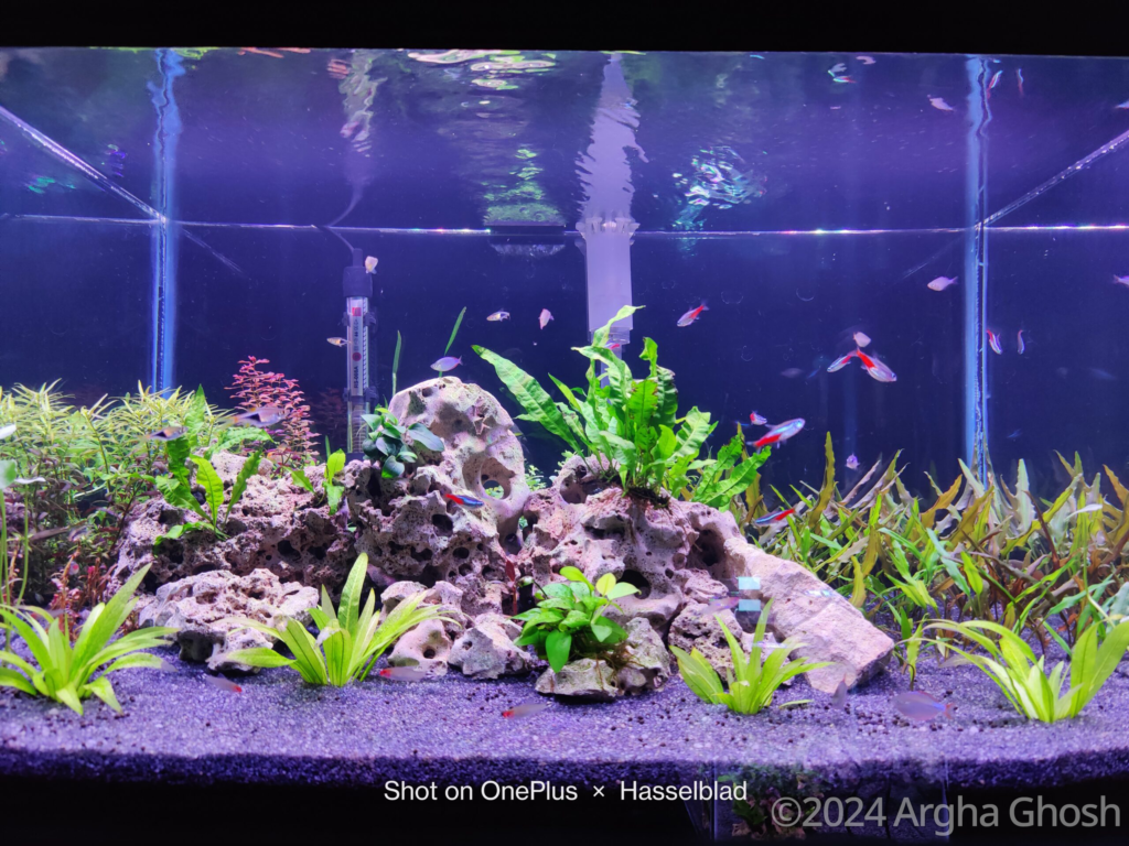 Rock garden - Aqua Plants Hub