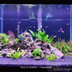 Rock garden - Aqua Plants Hub