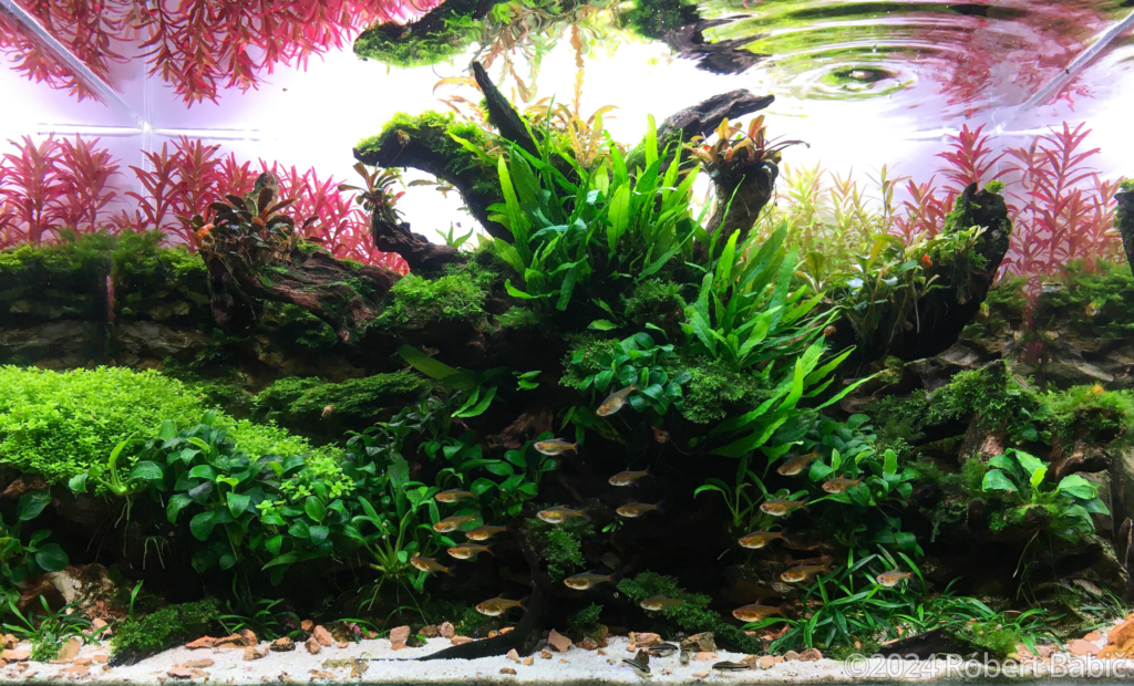 Dragon Eyes - Aqua Plants Hub