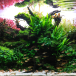 Dragon Eyes - Aqua Plants Hub