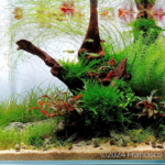 Nature’s Breeze - Aqua Plants Hub
