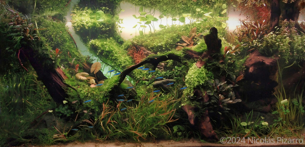 Osornian arch - Aqua Plants Hub