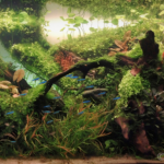 Osornian arch - Aqua Plants Hub