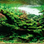 The Ghost of the Dragon 龙之影 - Aqua Plants Hub
