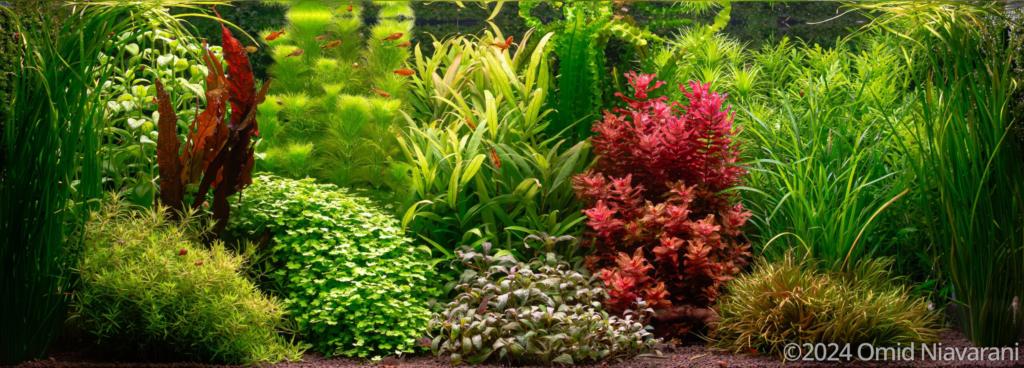 Air Not Meant For Us - Aqua Plants Hub