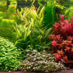 Air Not Meant For Us - Aqua Plants Hub