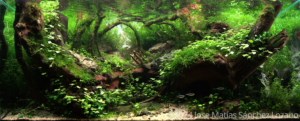Mediterranean Forest - Aqua Plants Hub