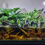 Swamp Channodies - Swamp Channodies (AGA 2024 #251) - Aqua Plants Hub