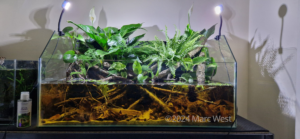 Swamp Channodies - Swamp Channodies (AGA 2024 #251) - Aqua Plants Hub