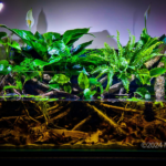 Swamp Channodies - Swamp Channodies (AGA 2024 #252) - Aqua Plants Hub