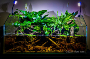 Swamp Channodies - Swamp Channodies (AGA 2024 #252) - Aqua Plants Hub