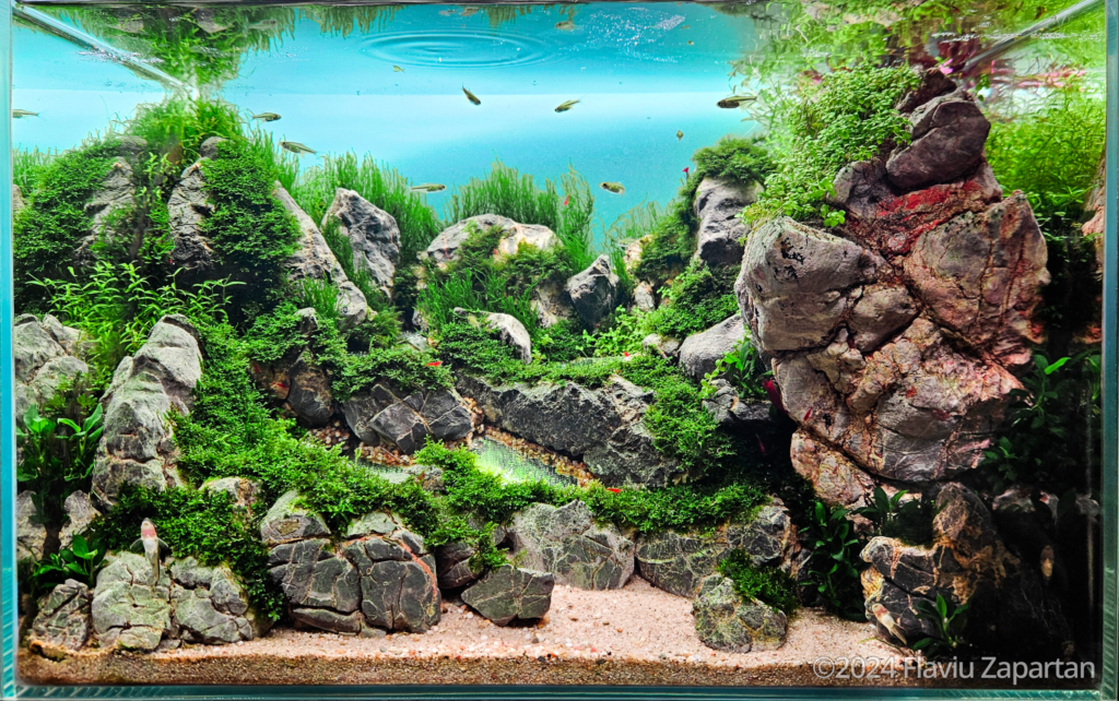 Solitude - Solitude (AGA 2024 #254) - Aqua Plants Hub