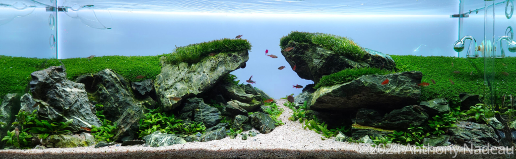 Entry of the god into valhalla - Aqua Plants Hub