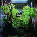 Mossy Forest Stream - Aqua Plants Hub