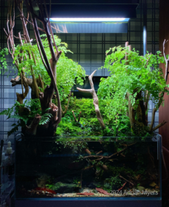 Mossy Forest Stream - Aqua Plants Hub