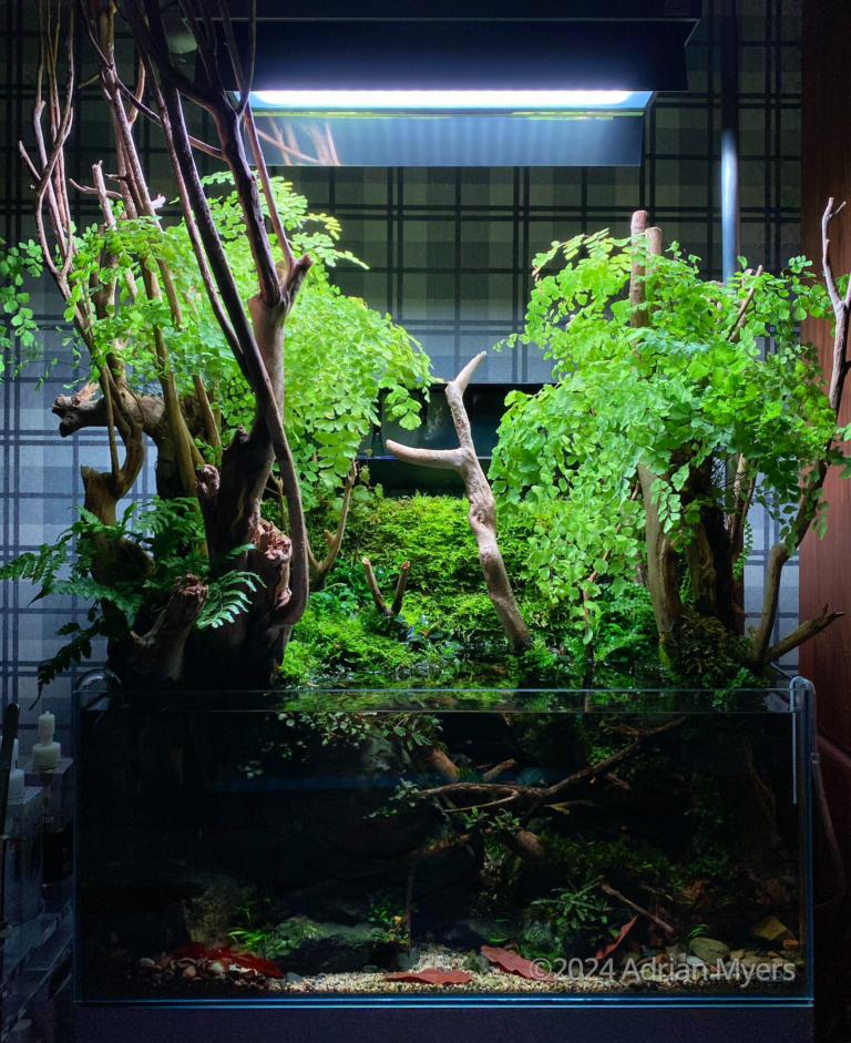 Mossy Forest Stream