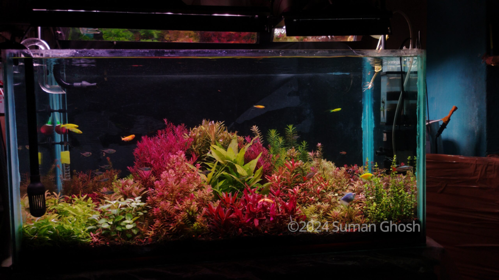 Garden - Garden (AGA 2024 #259) - Aqua Plants Hub