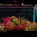 Garden - Garden (AGA 2024 #259) - Aqua Plants Hub
