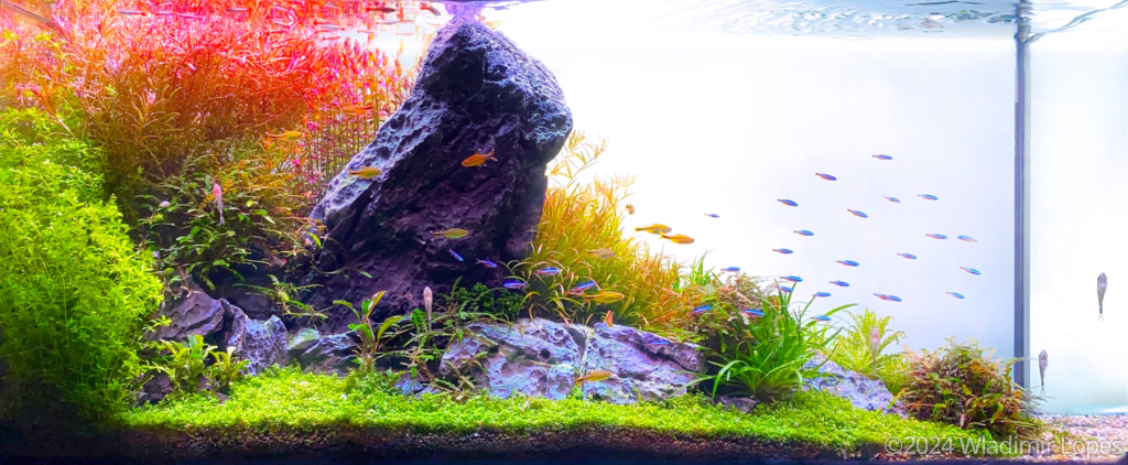 The Savior - Aqua Plants Hub