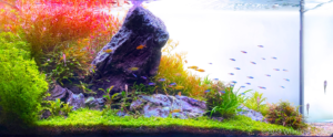 The Savior - Aqua Plants Hub