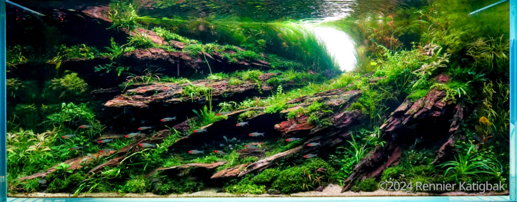 Almost Sunset - Aqua Plants Hub