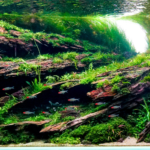 Almost Sunset - Aqua Plants Hub