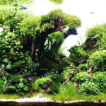 The green heart - Aqua Plants Hub