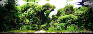 The green heart - Aqua Plants Hub