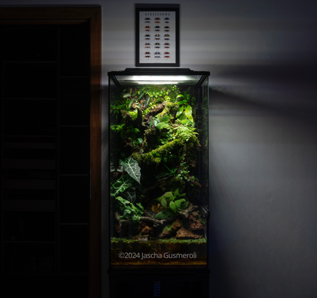 A Vampire’s Veil - Aqua Plants Hub