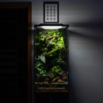 A Vampire’s Veil - Aqua Plants Hub