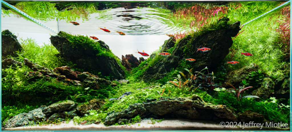 Gratitude - Aqua Plants Hub