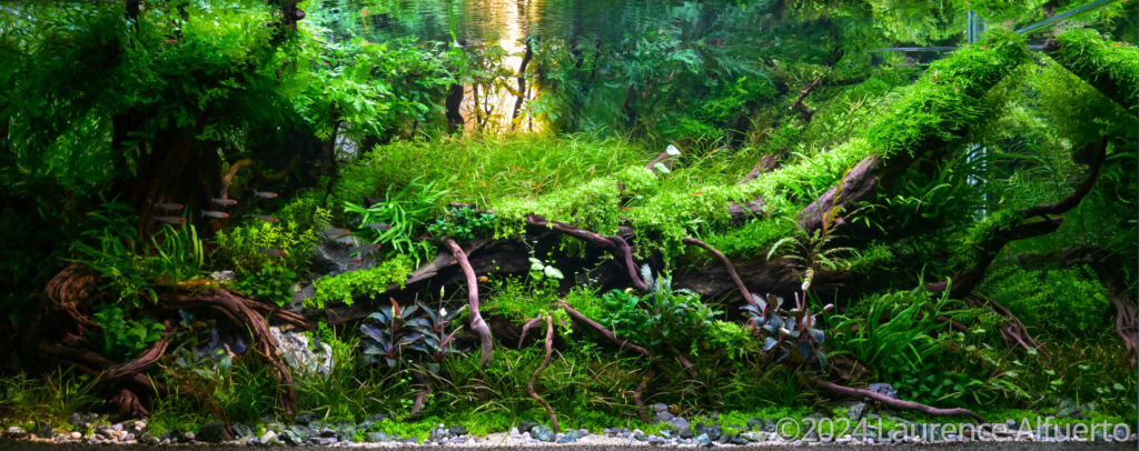 Dawn Embrace - Aqua Plants Hub