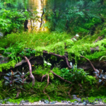 Dawn Embrace - Aqua Plants Hub