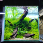 Melek - Aqua Plants Hub