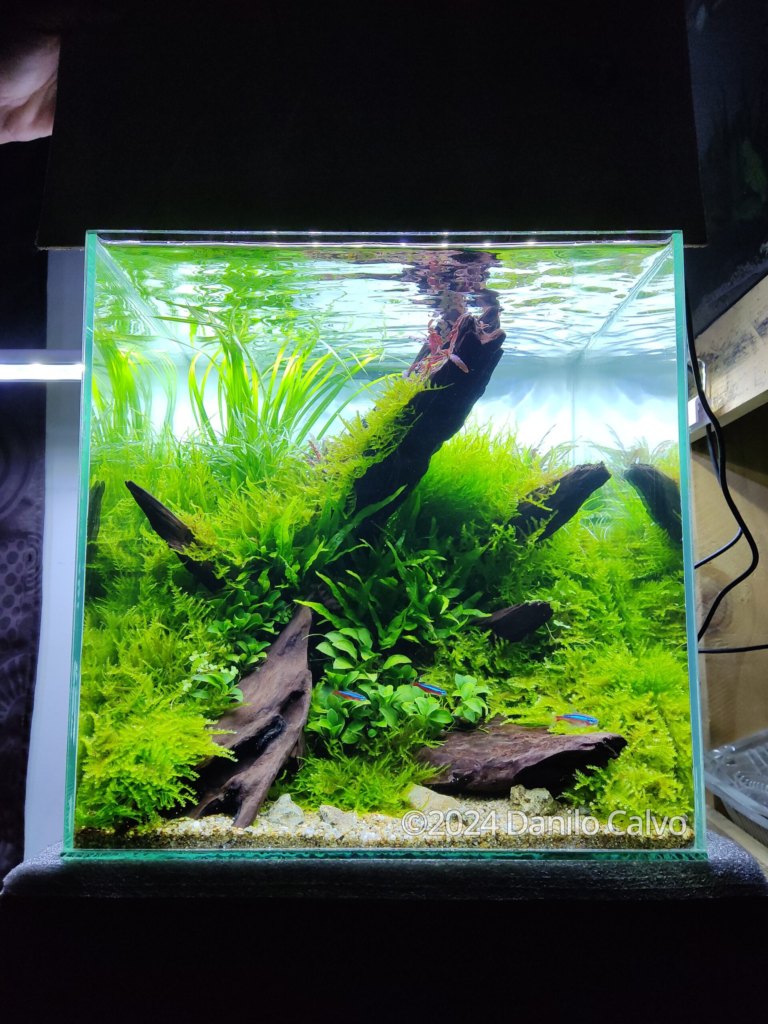 Melek - Aqua Plants Hub