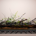 Reedy River: After Helene - Aqua Plants Hub