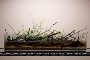 Reedy River: After Helene - Aqua Plants Hub