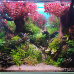 Fall Colors - Aqua Plants Hub