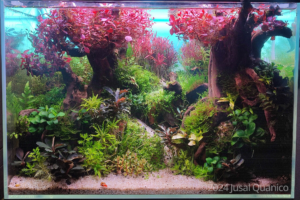 Fall Colors - Aqua Plants Hub