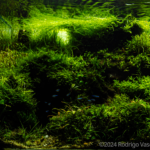 Sumaúma - Aqua Plants Hub