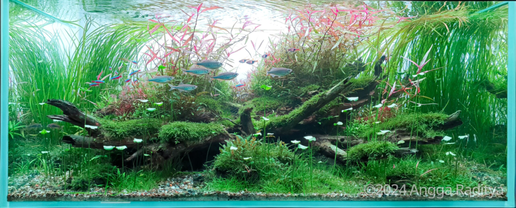 Mother Crown - Aqua Plants Hub