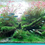 Mother Crown - Aqua Plants Hub