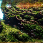 Current - Aqua Plants Hub